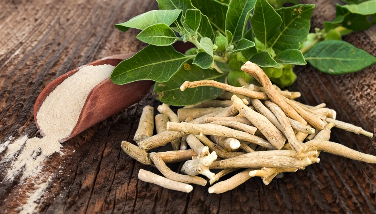 Bienfaits De L' Ashwagandha — Nutrition sportive 2026 : les 5 tendances qui font